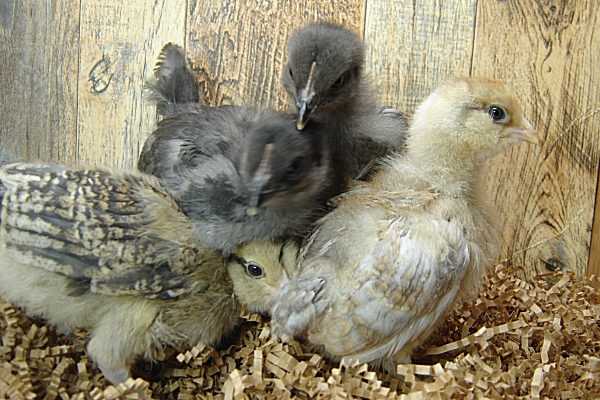 4 Pullet Chicks Week 2